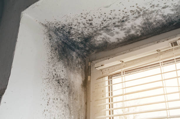 Affordable Mold Remediation solutions in Canton, IL