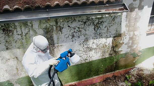 Top rated local Mold Remediation specialists in Canton, IL